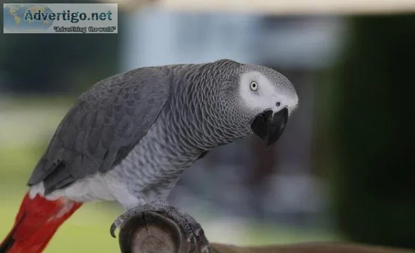 Cage and Aviary Birds Boarding Service