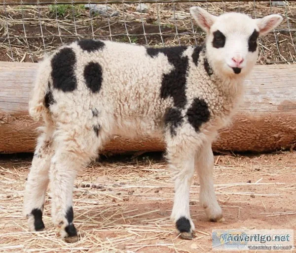Mini Lambs-Different Breeds