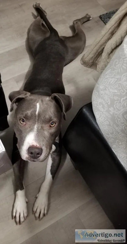 Pitbull Lost Stolen