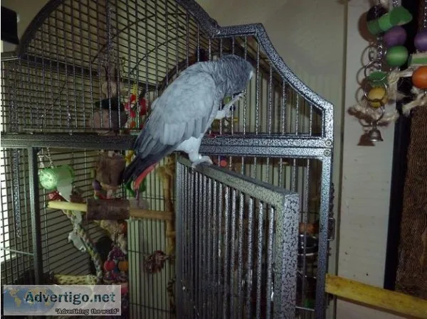 Milksh Handreared Baby African Grey Parrots