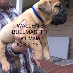 BULLMASTIFF AKC