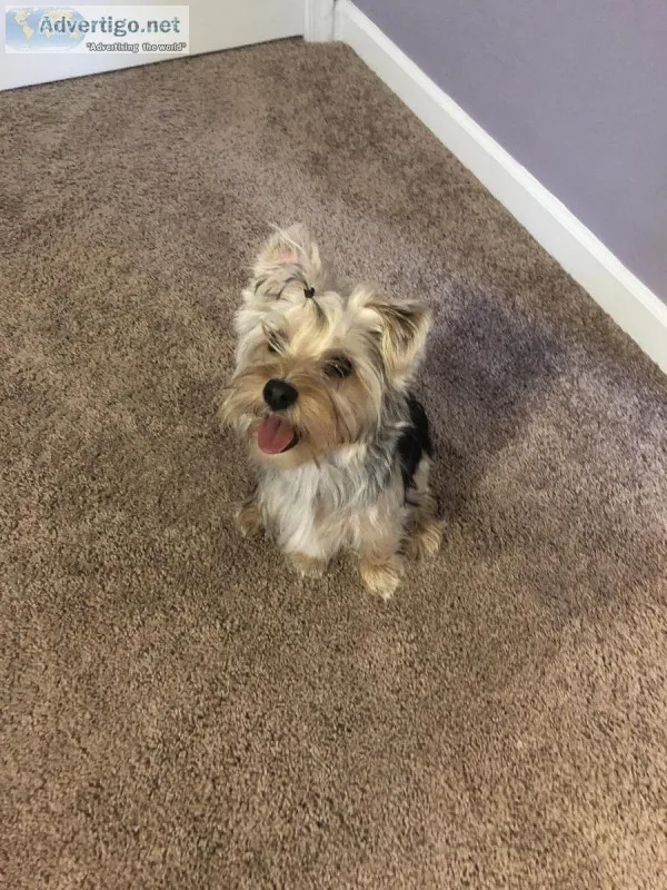 Yorkshire 5 months