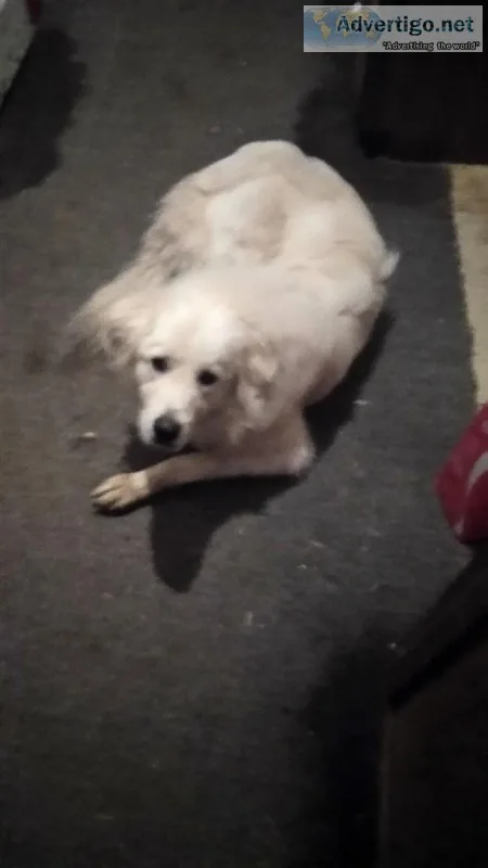 Great Pyrenees