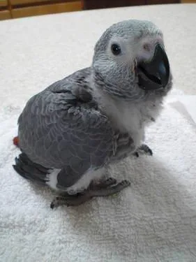 African Grey Parrot 12 Weeks READY SOON