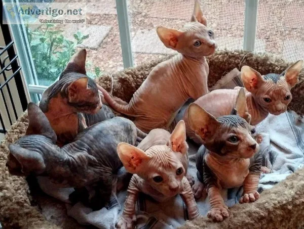 FABULOUS SPHYNX Kittens w VET VARIETY 850