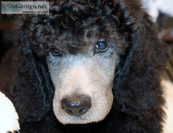 akc standard poodle puppies.