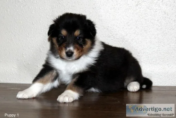 Rough Collie puppies