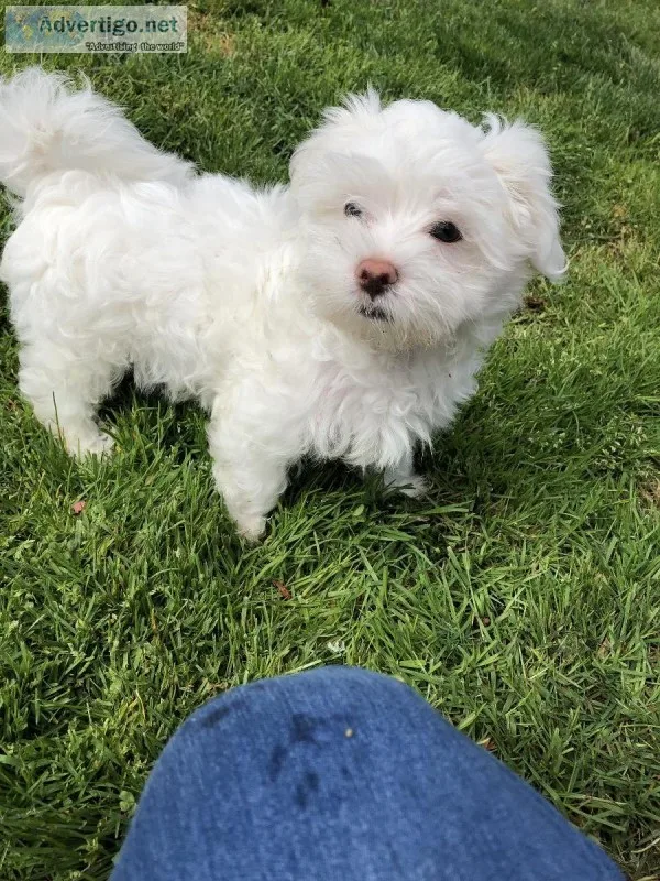 AKC Maltese Boy puppy 11 weeks old