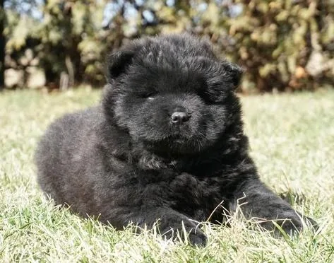 Chow Chow Puppies.