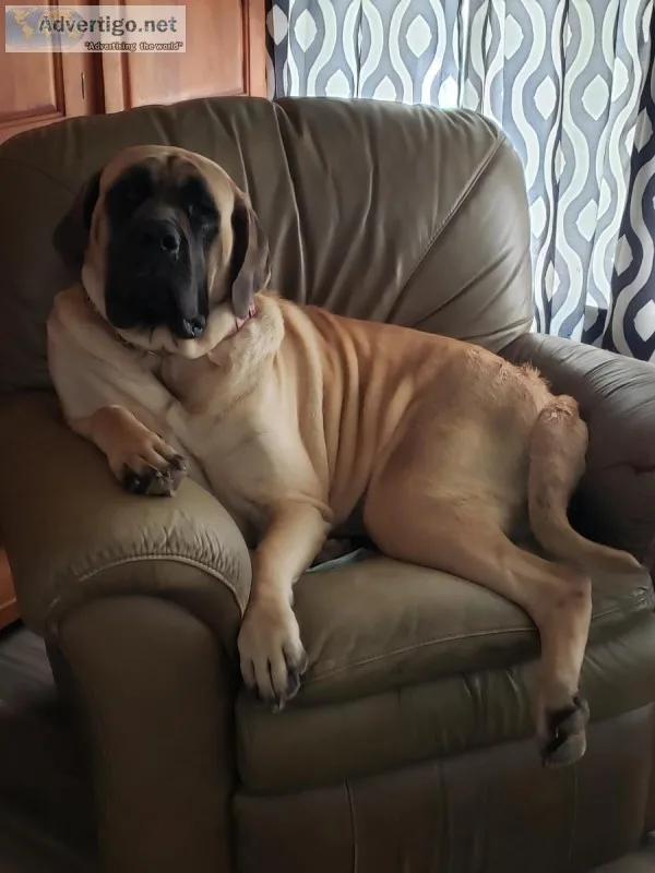 English Mastiff Puppies
