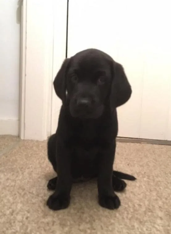Black purebred labrador puppies