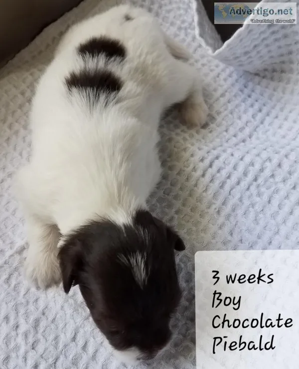 HAVANESE PUPPIES