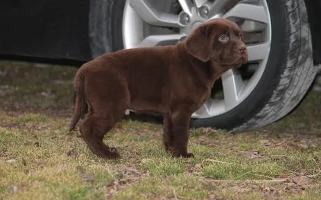 chocolate Labrador Retrievers