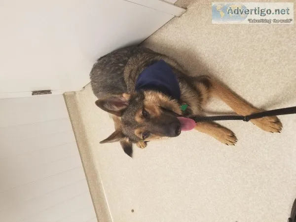 German shepherd