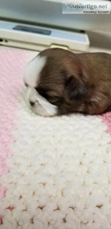 Shih tzu puppies