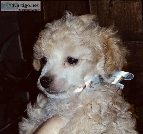 Tiny Poodle male