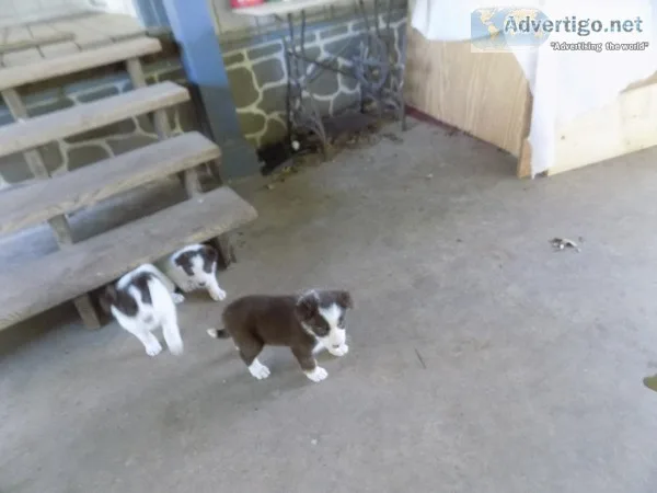Red and White Border Collie Puppies
