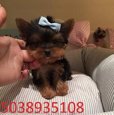 Blue eye Yorkie puppies for sale