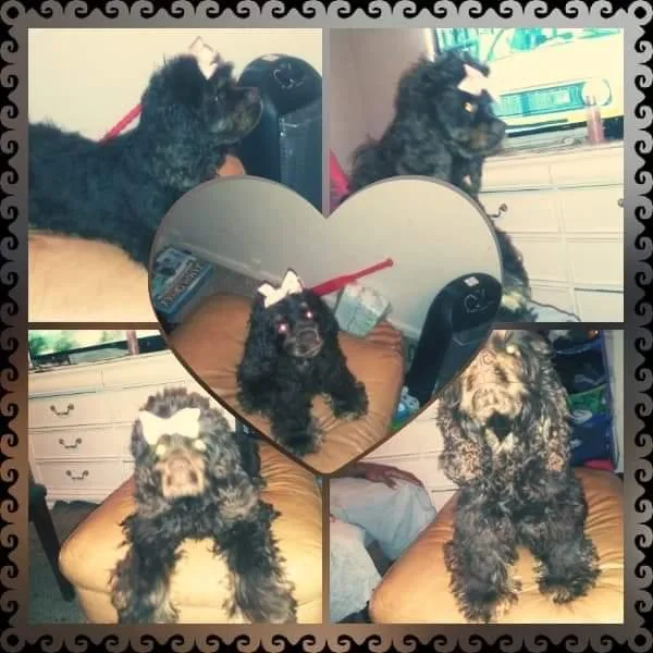 Beautiful female cocker spaniel