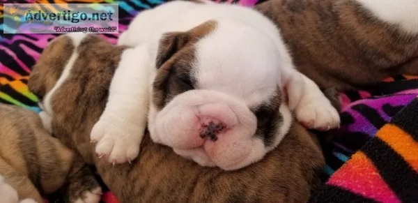Akc registered english bulldog puppies
