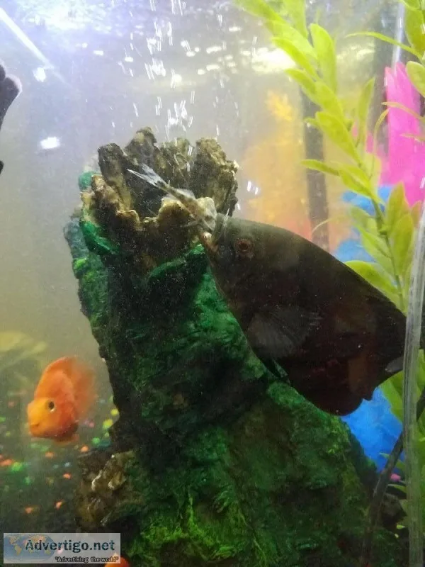 Two large Oscars fish