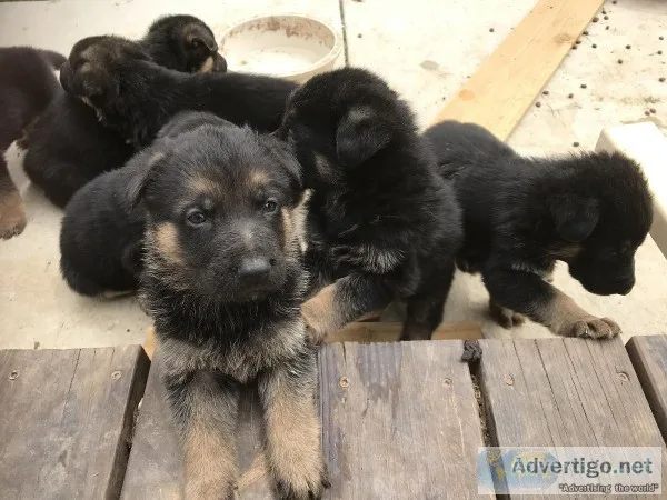 German Shepard Puppies