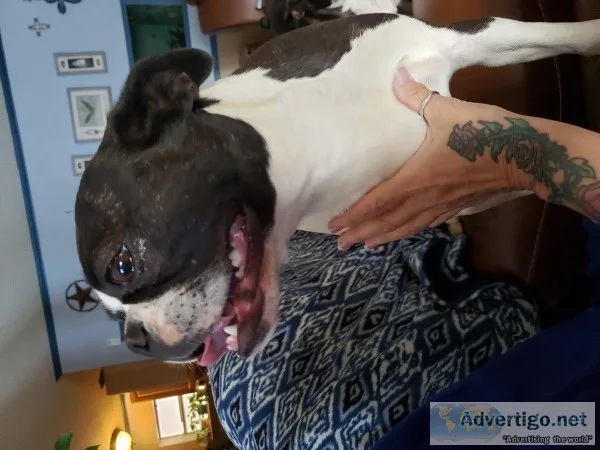 Boston Terrier