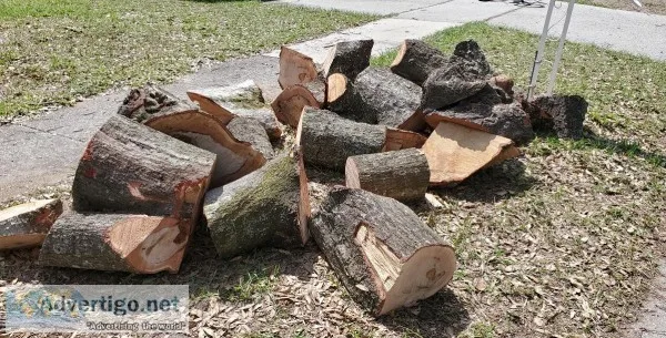 Oak wood logs