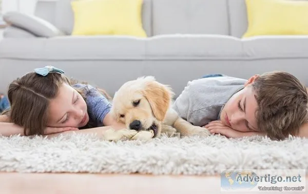 Tips for a Clean Carpet