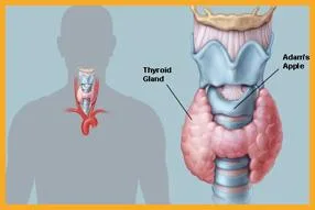 Thyroid Specialist Doctor in Chennai
