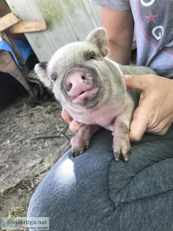 Potbelly baby pigs