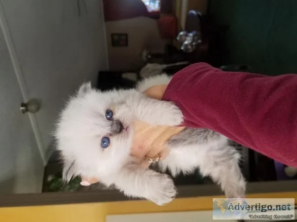 Hymlaians Kittens