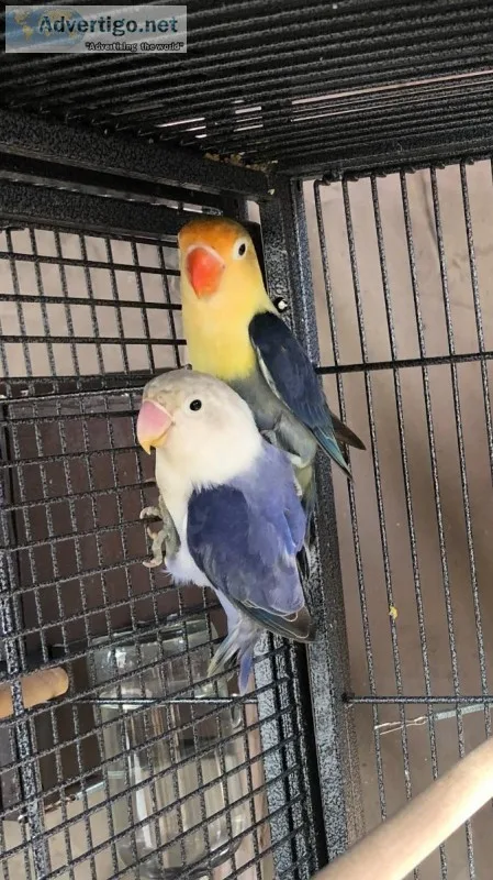 Lovebirds