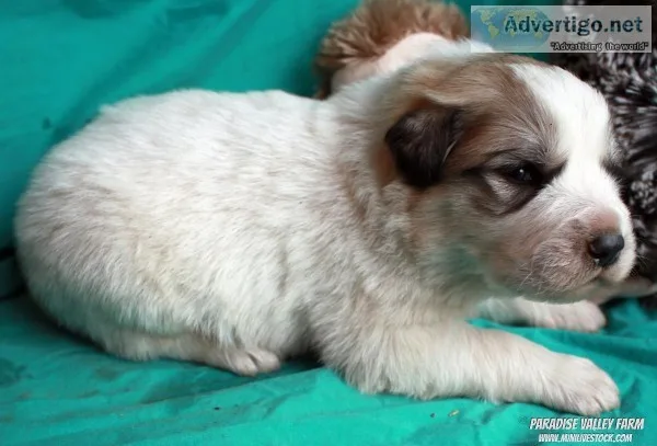 Great Pyrenees Puppies