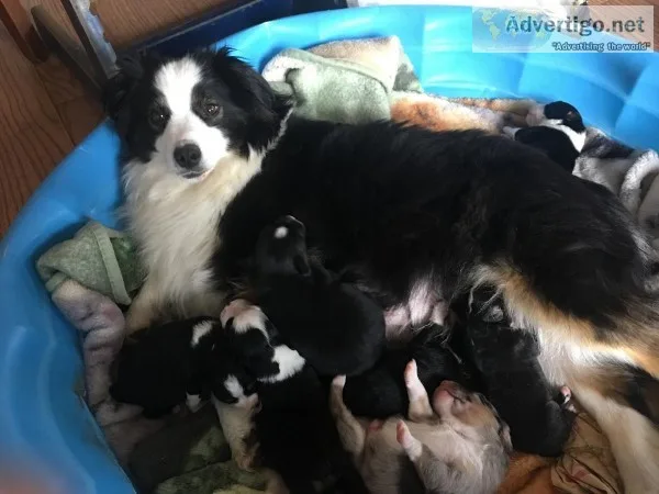 Minature Australian Shepherd