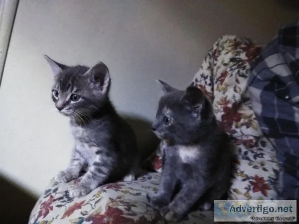 Free Kitten s to good home