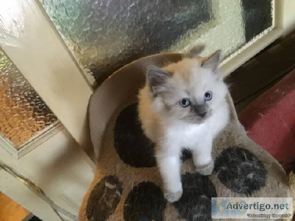 Cutecharming Ragdoll kittens for sale.