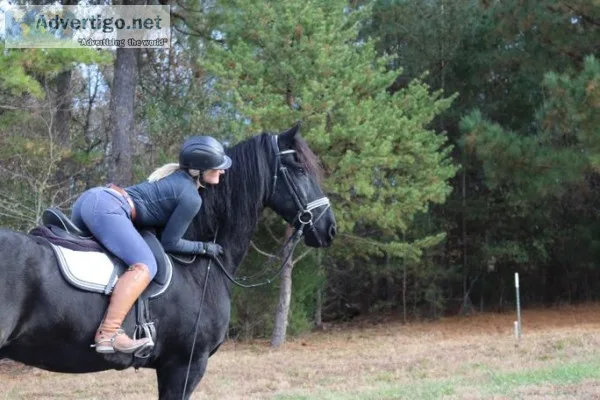 Horse for sale 