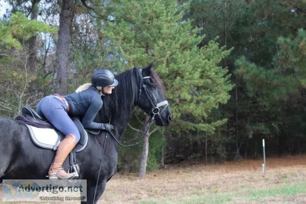 Horse for sale 