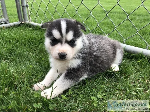 Siberian Husky