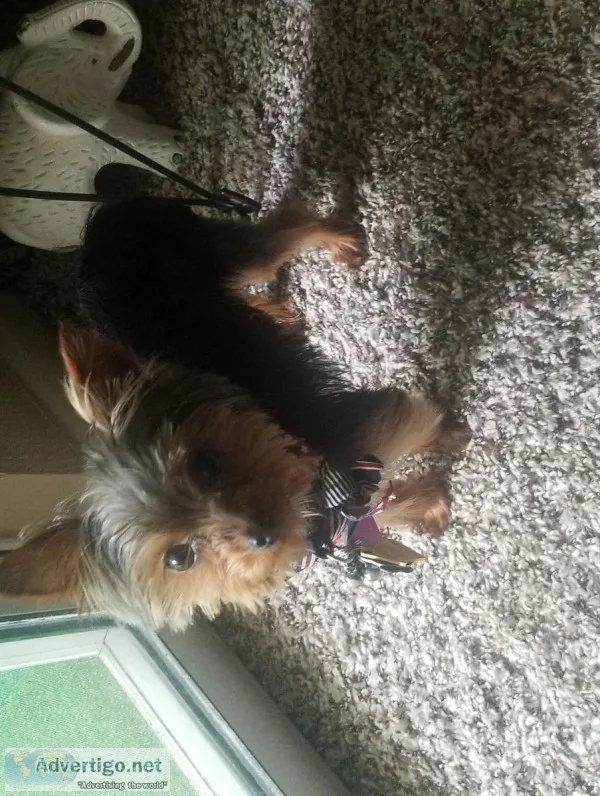 Teacup Yorkie