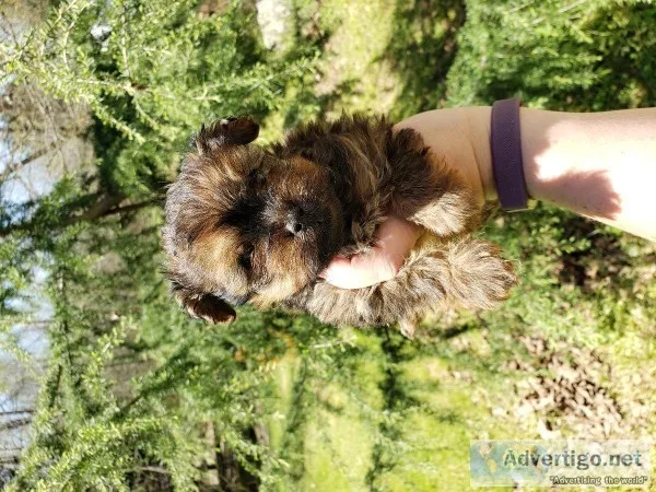 Yorkiepoo pup