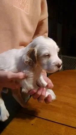 Pure bred English Setter Puppy for sale