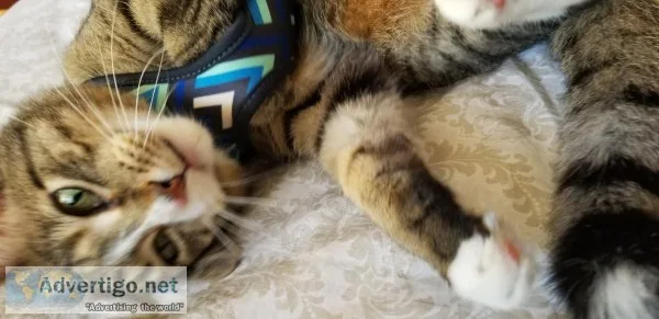 Affectionately loving cat to a good home