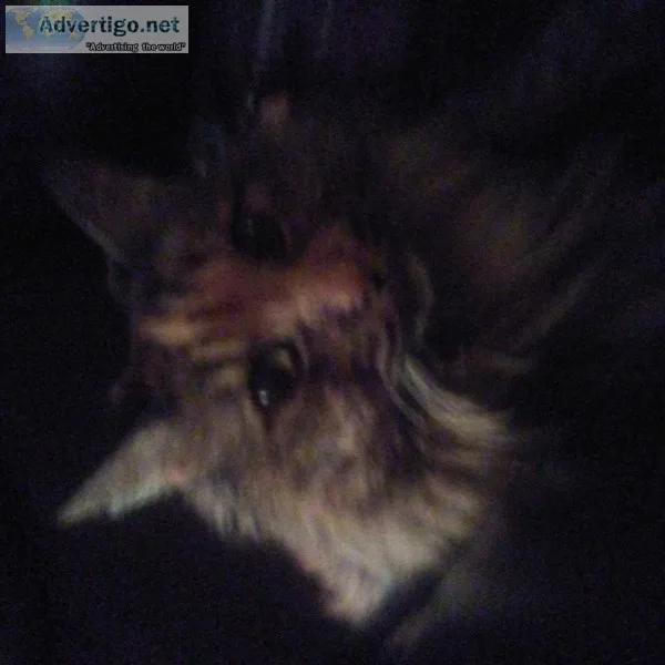Free loving Tabby cat needs a home.
