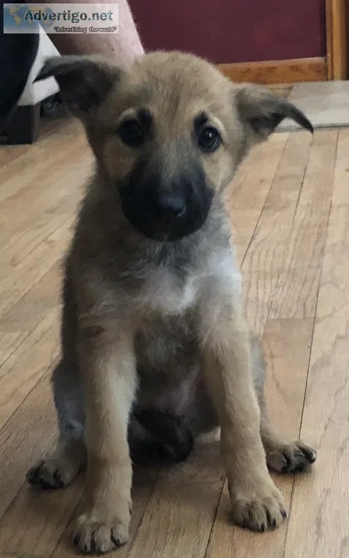 German ShepherdBelgian Malinois Puppies