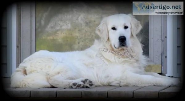 English Cream Golden Retriever Puppies (Ready May 272019)