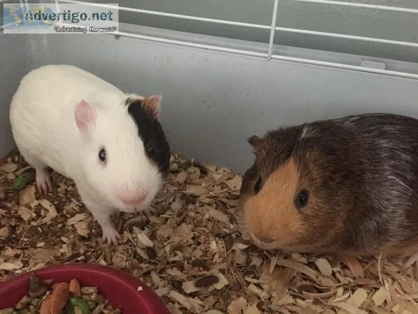 TWO MALE GUINEA PIGS FOR SALE
