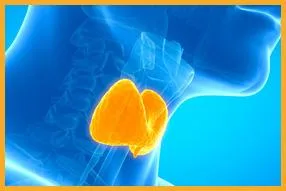 Thyroid Specialist in Chennai