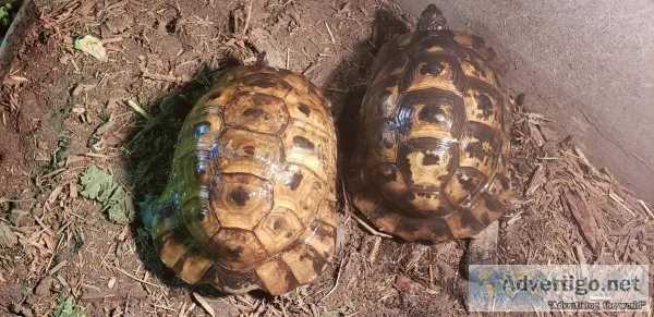Big Breeder Ibera Greek tortoise pair